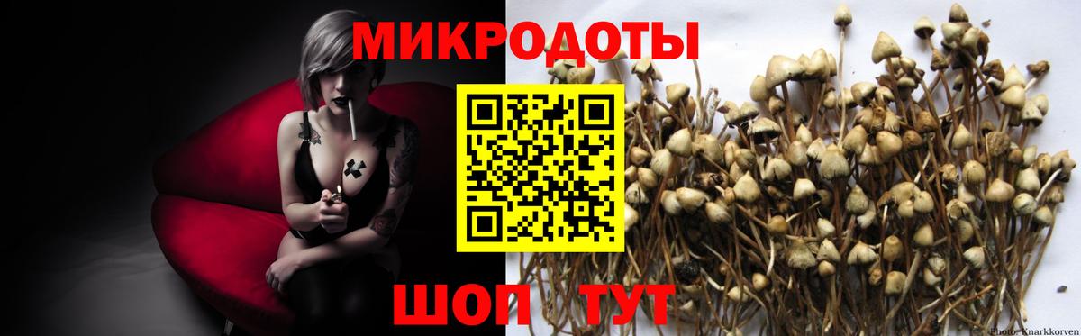 Псилоцибиновые грибы Psilocybe  Вход с VPN  Грозный  Псилоцибиновые грибы прущие грибы 